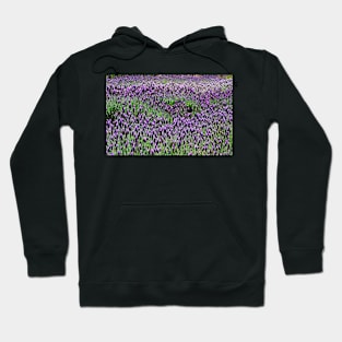 Lavender floral Display Hoodie